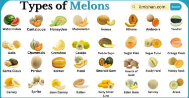 Types of Melons with Names in English with Pictures