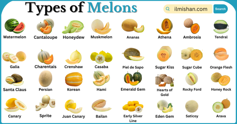 Types of Melons with Names in English with Pictures