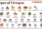 Types of Octopus with Names in English with Pictures