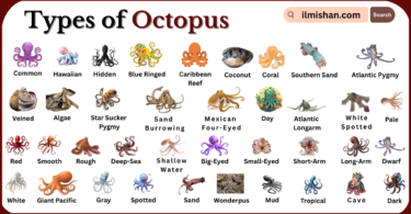 Types of Octopus with Names in English with Pictures