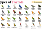 Types of Parrots with Names in English with Pictures