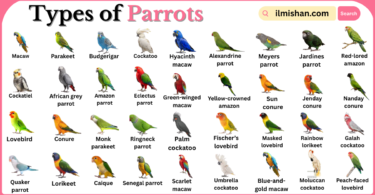 Types of Parrots with Names in English with Pictures