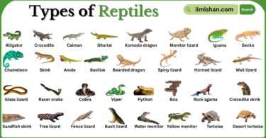 Types of Reptiles with Names in English with Pictures