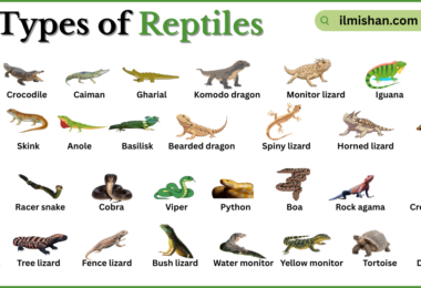 Types of Reptiles with Names in English with Pictures