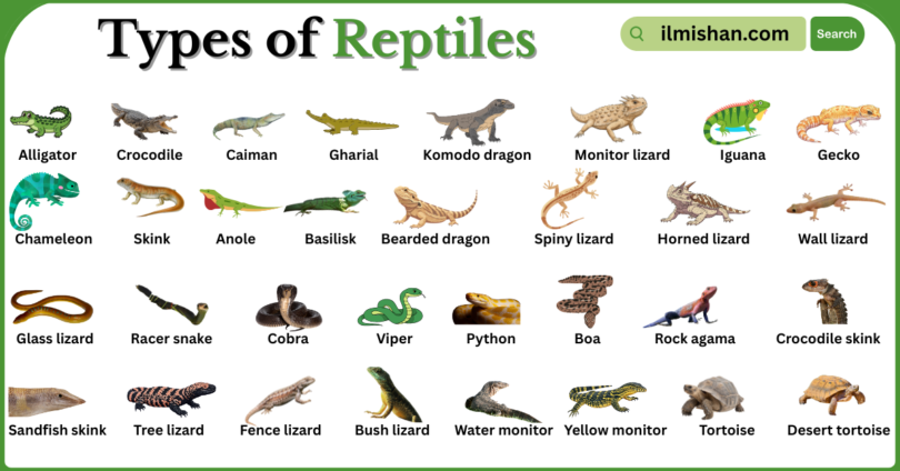 Types of Reptiles with Names in English with Pictures