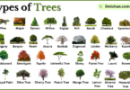 Types of Trees with Names in English with Pictures