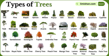 Types of Trees with Names in English with Pictures