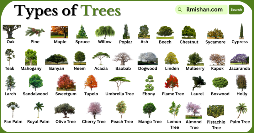Types of Trees with Names in English with Pictures