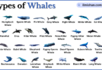 Types of Whales with Names in English with Pictures