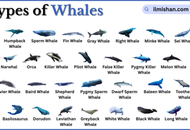 Types of Whales with Names in English with Pictures