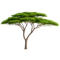 Umbrella Tree | Types of Trees with Names