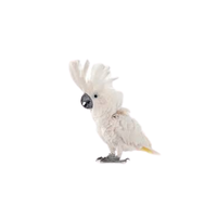 Umbrella cockatoo | Types of Parrots