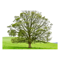 Walnut | Types of Trees with Names