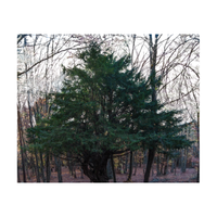 Yew | Types of Trees with Names