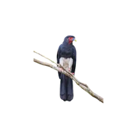 Red-throated Caracara