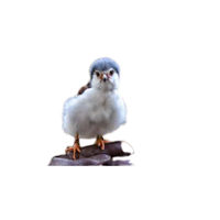 African Pygmy Falcon