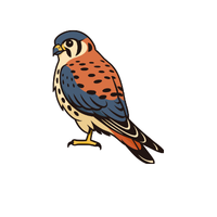 American Kestrel