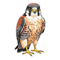 Aplomado Falcon | Types of Falcons with Names