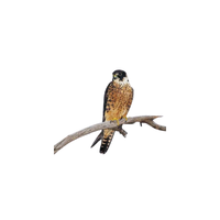 Australian Hobby | Types of Falcons with Names