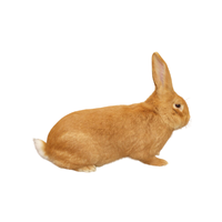 Burgundy Fawn | Types of Rabbit Breeds with Names