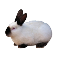 Californian Rabbit | Types of Rabbit Breeds with Names