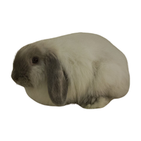 Cashmere Lop | Types of Rabbit Breeds with Names