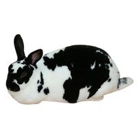 Checkered Giant | Types of Rabbit Breeds with Names