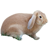 Cinnamon Rabbit | Types of Rabbit Breeds with Names