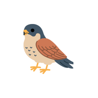Common Kestrel
