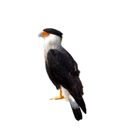 Crested Caracara