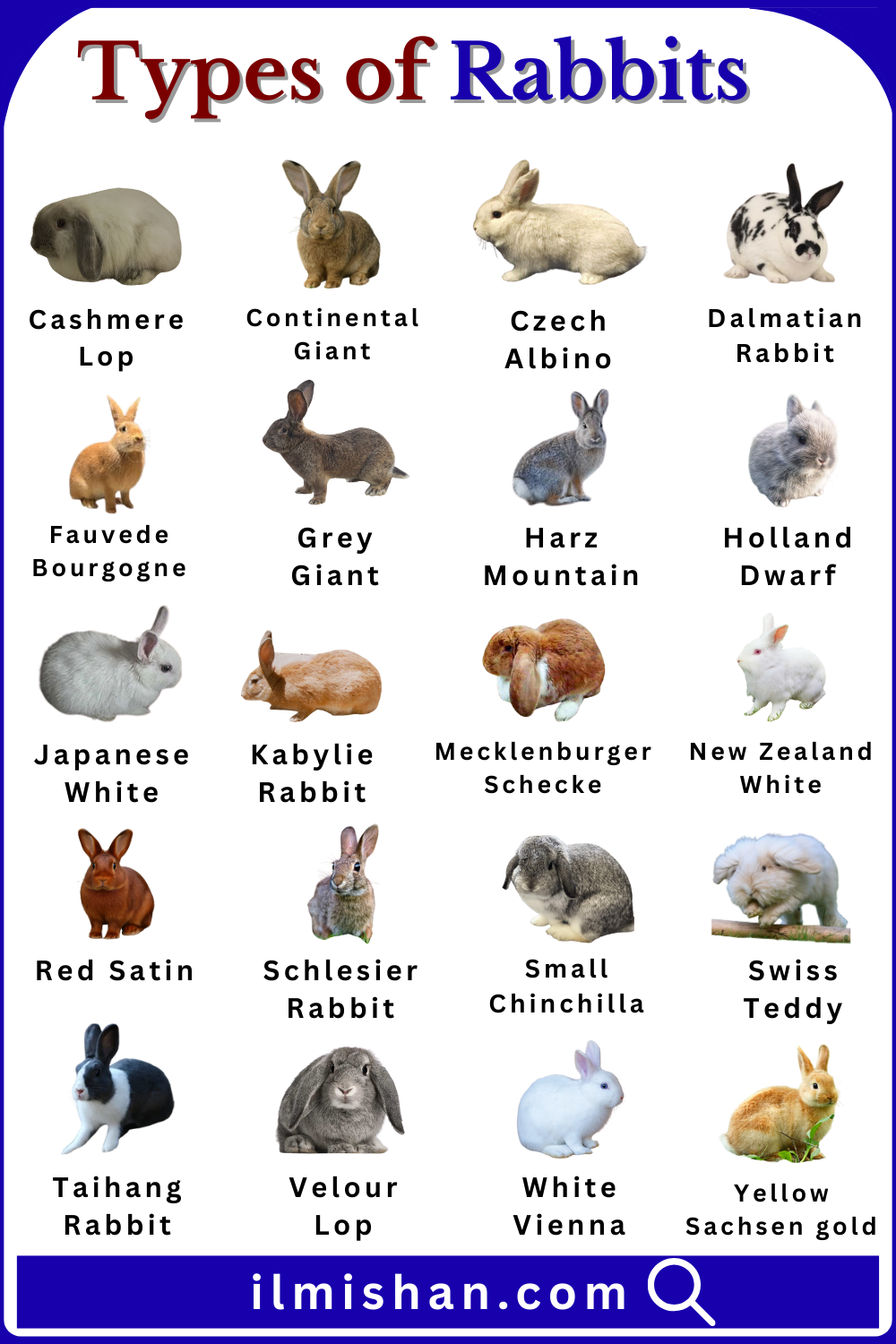 Cute Rabbits Names in English with Images