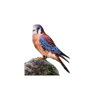 Dickinson’s Kestrel