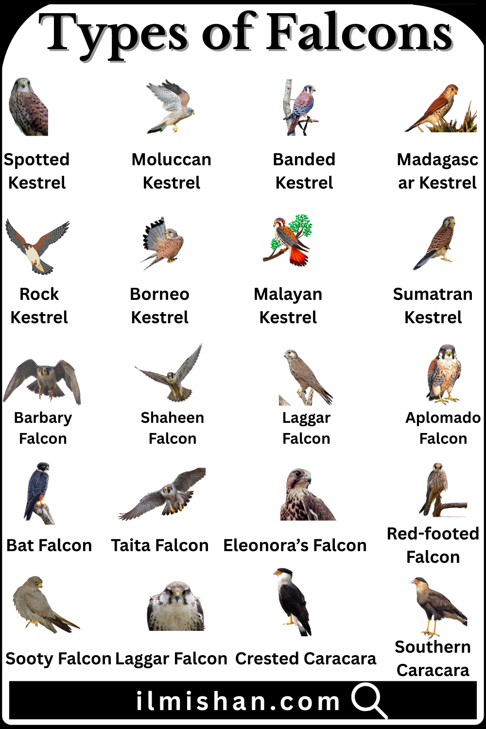 Different Types of Falcons with Names in English