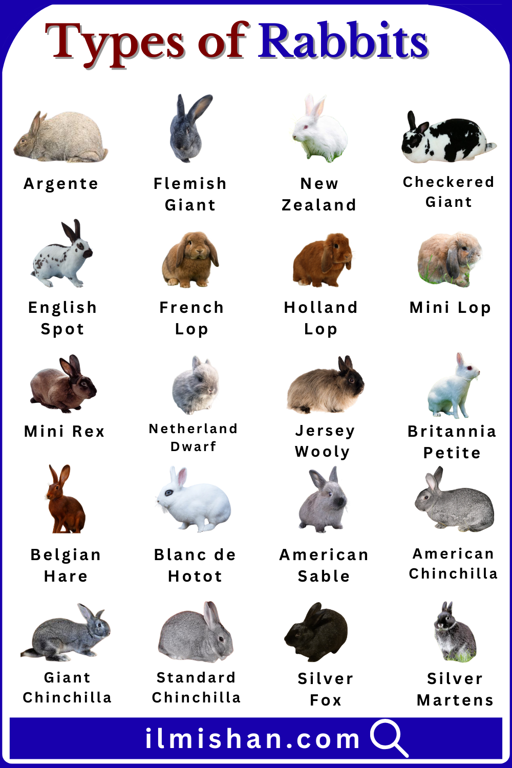 Different Types of Rabbit Breeds in English and their Images