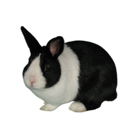 Dutch Rabbit | Types of Rabbit Breeds with Names