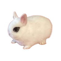 Dwarf Hotot | Types of Rabbit Breeds with Names
