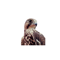 Eleonora’s Falcon