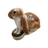 English Lop Rabbit | Types of Rabbit Breeds with Names