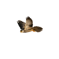 Eurasian Hobby | Types of Falcons with Names