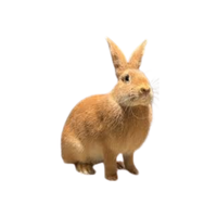 Fauvede Bourgogne Rabbit | Types of Rabbit Breeds with Names