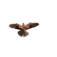 Fox Kestrel | Types of Falcons with Names