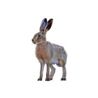 Fox Rabbit | Types of Rabbit Breeds with Names