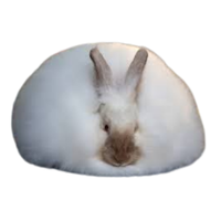 French Angora Rabbit | Types of Rabbit Breeds with Names