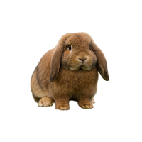 French Lop | Types of Rabbit Breeds with Names