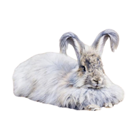 German Angora Rabbit | Types of Rabbit Breeds with Names