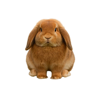 German Lop Rabbit | Types of Rabbit Breeds with Names