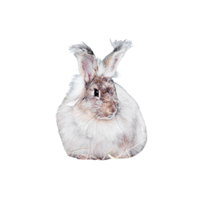 Giant Angora Rabbit | Types of Rabbit Breeds with Names