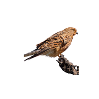 Greater Kestrel | Types of Falcons with Names