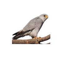 Grey Falcon | Types of Falcons with Names
