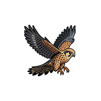 Grey Kestrel | Types of Falcons with Names